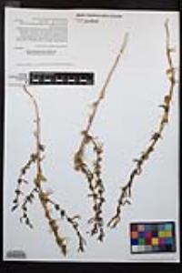 Camissoniopsis hirtella image
