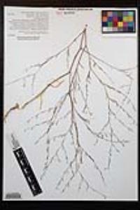 Gayophytum diffusum subsp. parviflorum image