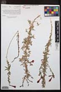 Epilobium canum image