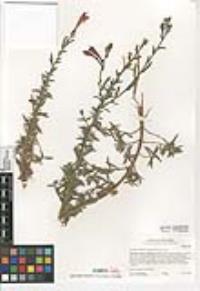 Epilobium canum image