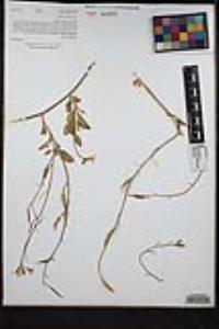 Raphanus raphanistrum subsp. sativus image