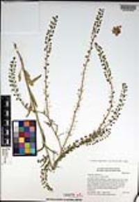 Lepidium virginicum subsp. menziesii image