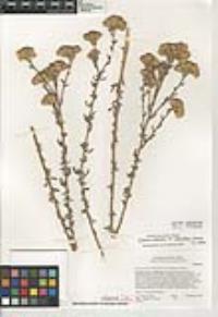 Isocoma menziesii var. decumbens image