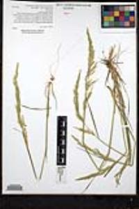 Agrostis exarata image