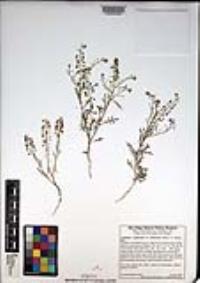 Lepidium virginicum var. robinsonii image