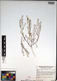 Lepidium virginicum var. robinsonii image