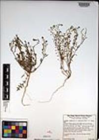 Lepidium virginicum var. robinsonii image