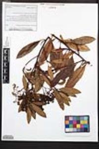 Heteromeles arbutifolia image