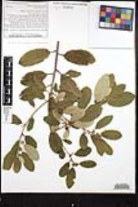 Frangula californica image