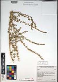 Atriplex glauca image