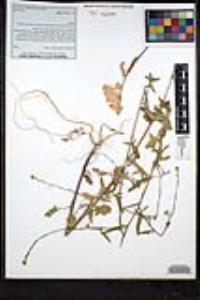 Sisymbrium officinale image