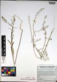 Lepidium virginicum subsp. menziesii image