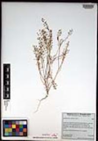 Lepidium lasiocarpum image