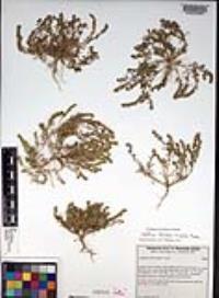 Lepidium strictum image