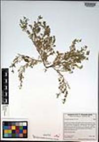 Lepidium didymum image