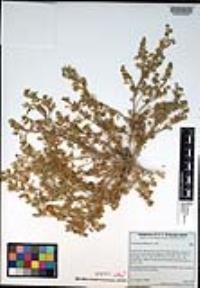 Lepidium didymum image