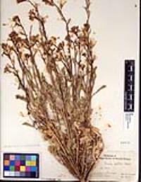 Eruca vesicaria subsp. sativa image