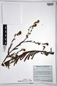 Amsinckia intermedia image