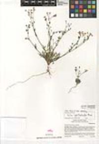 Gilia ophthalmoides image