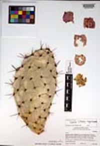 Opuntia littoralis image