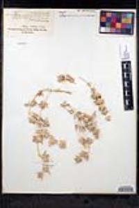 Salvia greatae image