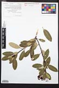Heteromeles arbutifolia image