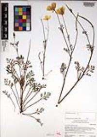 Eschscholzia californica image