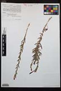 Epilobium canum image