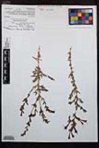 Epilobium canum image