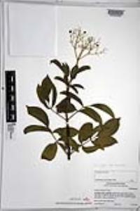 Sambucus cerulea image