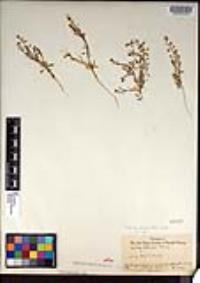 Lepidium virginicum var. robinsonii image