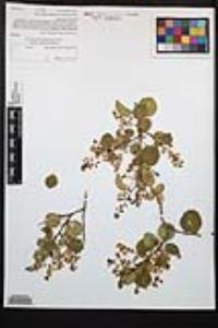 Prunus ilicifolia image
