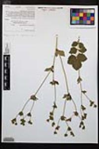 Drymocallis glandulosa var. reflexa image
