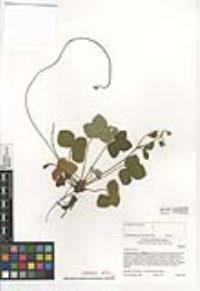Fragaria vesca image
