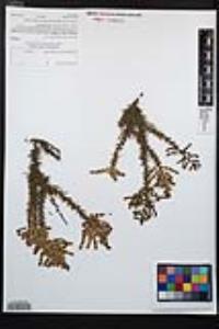 Adenostoma fasciculatum image