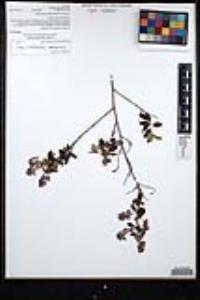 Ceanothus tomentosus image