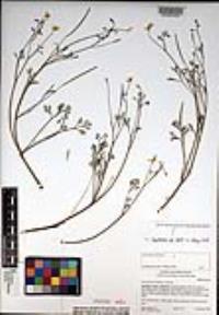 Eschscholzia minutiflora image