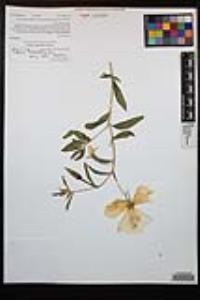 Oenothera elata subsp. hirsutissima image