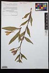 Oenothera elata image