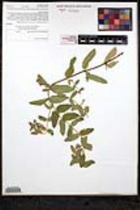 Scutellaria bolanderi subsp. austromontana image
