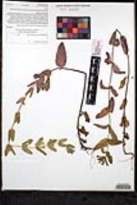 Scutellaria bolanderi subsp. austromontana image