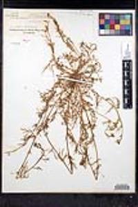 Tropidocarpum gracile image