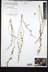 Thysanocarpus curvipes image