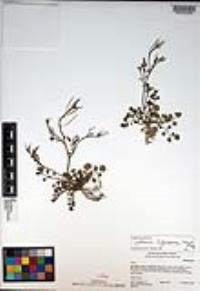 Cardamine oligosperma image