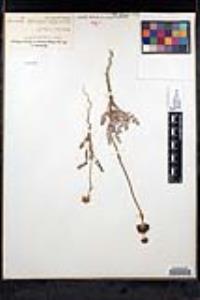 Salvia columbariae image