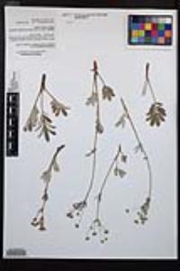 Potentilla hippiana image