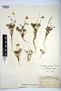 Eschscholzia parishii image