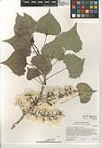 Populus fremontii subsp. fremontii image