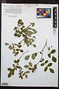 Rosa californica image