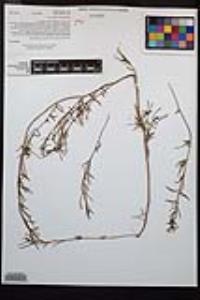 Camissonia strigulosa image